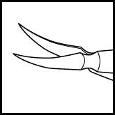 Clayman-Vannas Scissors Curved (E3383 C)