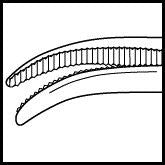Hartman Curved Hemostatic Mosquito Forceps (E3916)